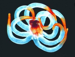港科大发现7000多种新海洋微生物 有助研发新型抗生素（概念股） ...