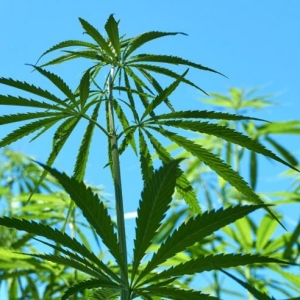 2019年工业大麻概念股最新动态与价值解析