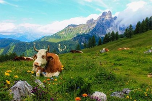 燕燕雏时紫米香打一个正确的生肖,诗文解释落实