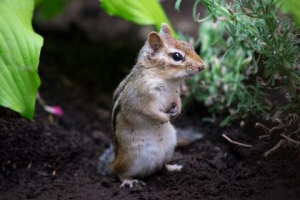 老龙拙计犯天条，翻天覆地害百姓指代表猜打哪个准确生肖,最佳谜底作答解释 ...